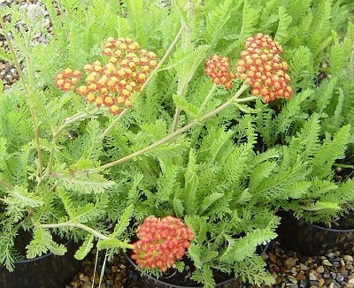 Achillea, Yarrow, Milfoil, Soldiers Woundwort, Staunchweed Feuerland