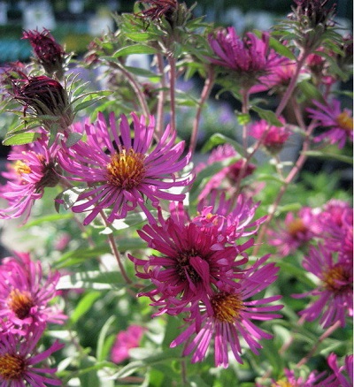 Symphyotrichum, Michaelmas Daisy, New England Aster September Ruby