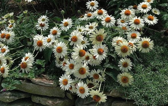 Echinacea, White Coneflower Fragrant Angel