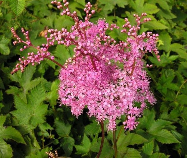 Meadowsweet Kahome