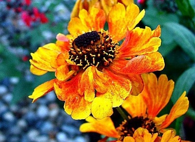 Helenium, Dogtooth Daisy, Helens Flower, Sneezeweed Mardi Gras