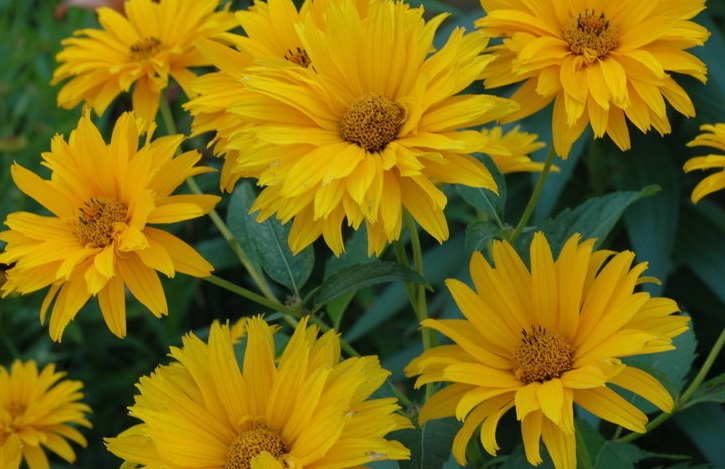 False Sunflower Bressingham Doubloon