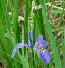 Species Iris, Virginia Iris, Great Blue Flag, Southern Blue Flag