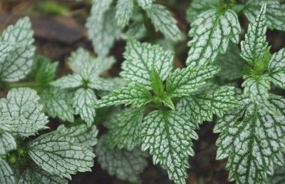 Yellow Archangel Silver Spangled