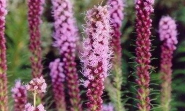 Liatris, Dense Blazing Star, Gay Feather Floristan Violet