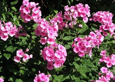 Phlox, Garden Phlox Eva Cullum