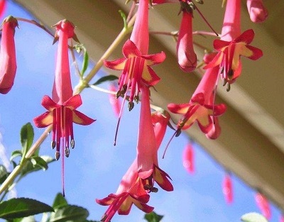 Cape Fuchsia Devils Tears