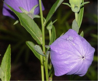 Platycodon, Balloon Flower, Chinese Bellflower, Japanese Bellflower Komachi