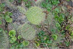 Opuntia Species, Cliff Prickly Pear, Hedgehog, Juniper Prickly Pear, Heacock's Prickly