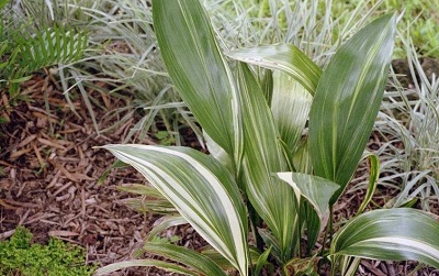 Aspidistra, Variegated Cast Iron Plant Variegata
