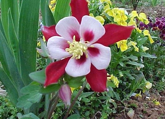 Aquilegia, Hybrid Columbine, Songbird Columbine Cardinal