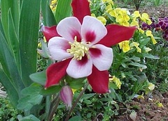 Aquilegia, Hybrid Columbine, Songbird Columbine 'Cardinal'