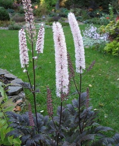 Actaea, Branched Bugbane, Black Snakeroot, Black Cohosh Pink Spike