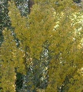Solidago Species, Showy Goldenrod, Showywand Goldenrod, Paleleaf Goldenrod