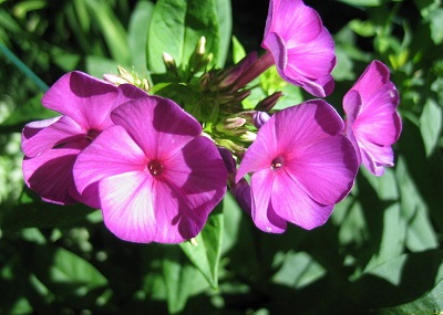 Phlox, Garden Phlox Nicky