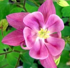 Aquilegia, European Columbine, European Crowsfoot, Granny's Bonnets 'Winky Rose'