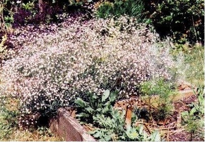 Gypsophila, Babys Breath, Hardy Babys Breath Festival White