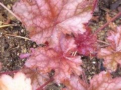 Heuchera, Alum Root, Alumroot, Coral Bells, Coralbells 'Peach Flambe'