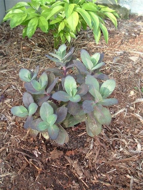 Hylotelephium, Sedum, Showy Stonecrop Black Jack