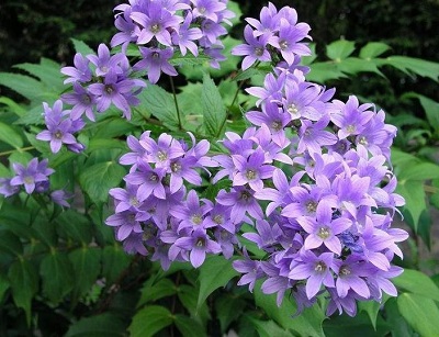 Campanula, Milky Bellflower Pritchards Variety