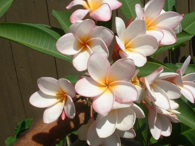Plumeria, Frangipani, Nosegay, Pagoda Tree, Temple Flower Treasure Isle