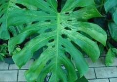 Monstera, Yellow Variegated Windowleaf, Split-Leaf Philodendron, Mexican Breadfruit 'Aurea Variegata'