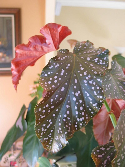 Cane Begonia Cracklin Rose