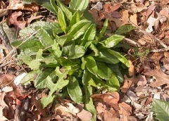 Salvia Species, Big Red Sage
