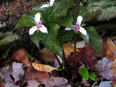 Trillium Species, American Wood Lily, Painted Trillium, Painted Wakerobin