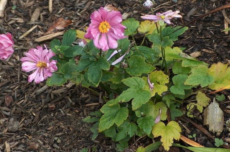 Anemone, Japanese Windflower, Japanese Anemone, Japanese Thimbleflower Pamina