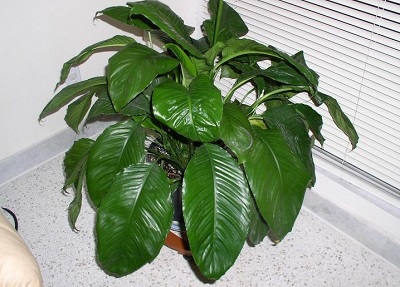 Spathiphyllum, Peace Lily Mauna Loa Supreme