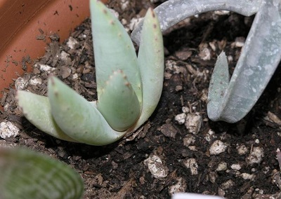Aloe Species, Jackals Tail Aloe, Kraal Aloe
