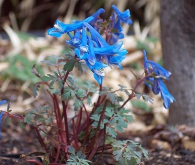 Corydalis Blue Heron