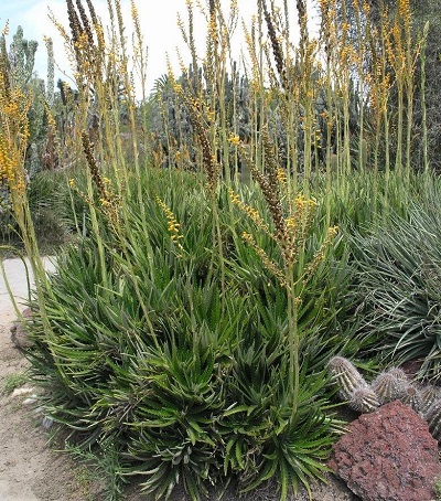 Dyckia Bromeliad