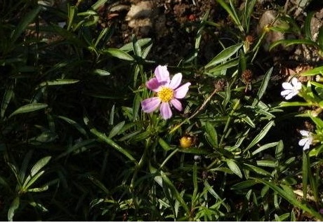 Coreopsis, Pink Tickseed Heavens Gate