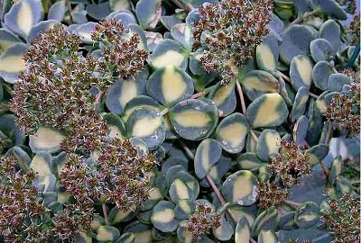 Hylotelephium, Sedum, Variegated Stonecrop Variegata