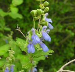 Salvia Species, Blue Shrub Sage, Shrubby Blue Sage
