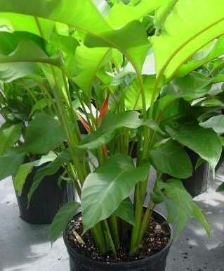 Heliconia Dwarf Jamaican