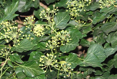 English Ivy, Common Ivy Thorndale