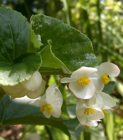 Begonia, Semperflorens Begonia Barbara Rogers