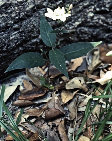 Pseuderanthemum Species, Love Flower, Night And Afternoon, Pastel Flower