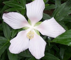 Swamp Hibiscus, White Rose Mallow, Texas Star, White Hibiscus 'Alba'