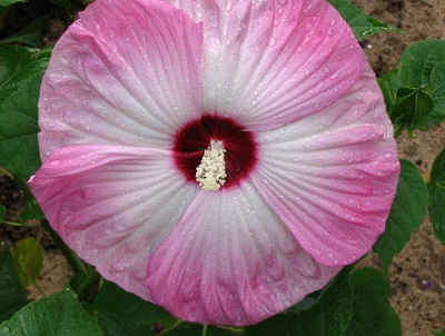 Hardy Hibiscus, Rose Mallow, Swamp Mallow Luna Pink Swirl