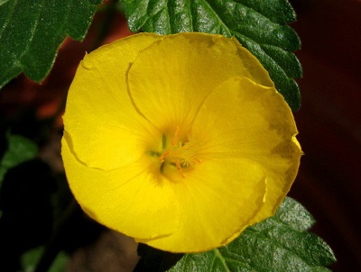 Damiana