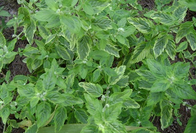 Caryopteris, Bluebeard, Blue Mist Spirea Summer Sorbet
