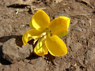 Senna Species, Valamuerto