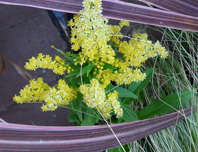 Solidago, Goldenrod Little Lemon