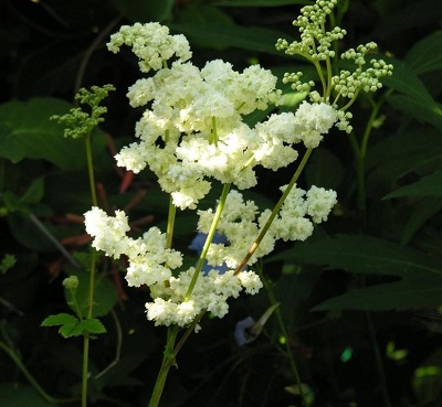 Queen of the Meadow Flore Pleno
