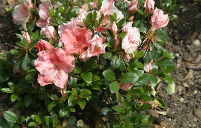 Rhododendron, Azalea Hilda Niblett