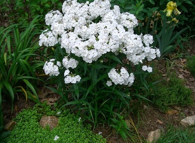 Hybrid Phlox Minnie Pearl